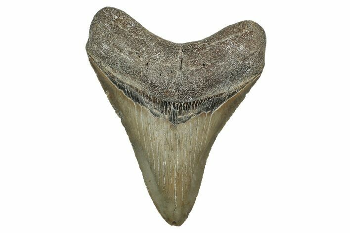 Serrated, Fossil Megalodon Tooth - North Carolina #344063